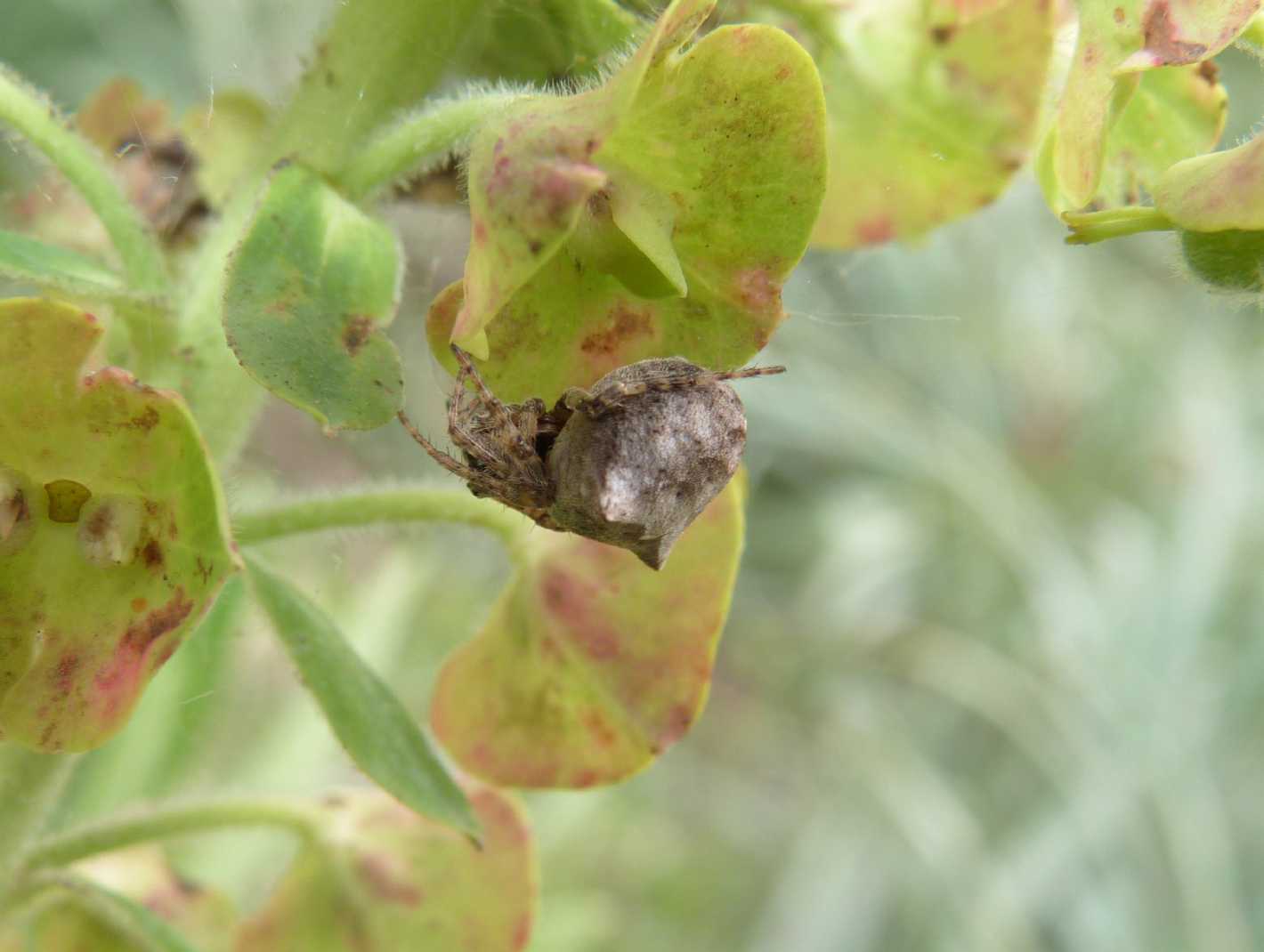 Gibbaranea sp.
